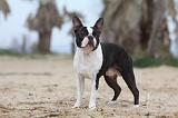 BOSTON TERRIER 366
